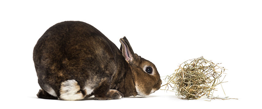 Hay and Hay Accessories
